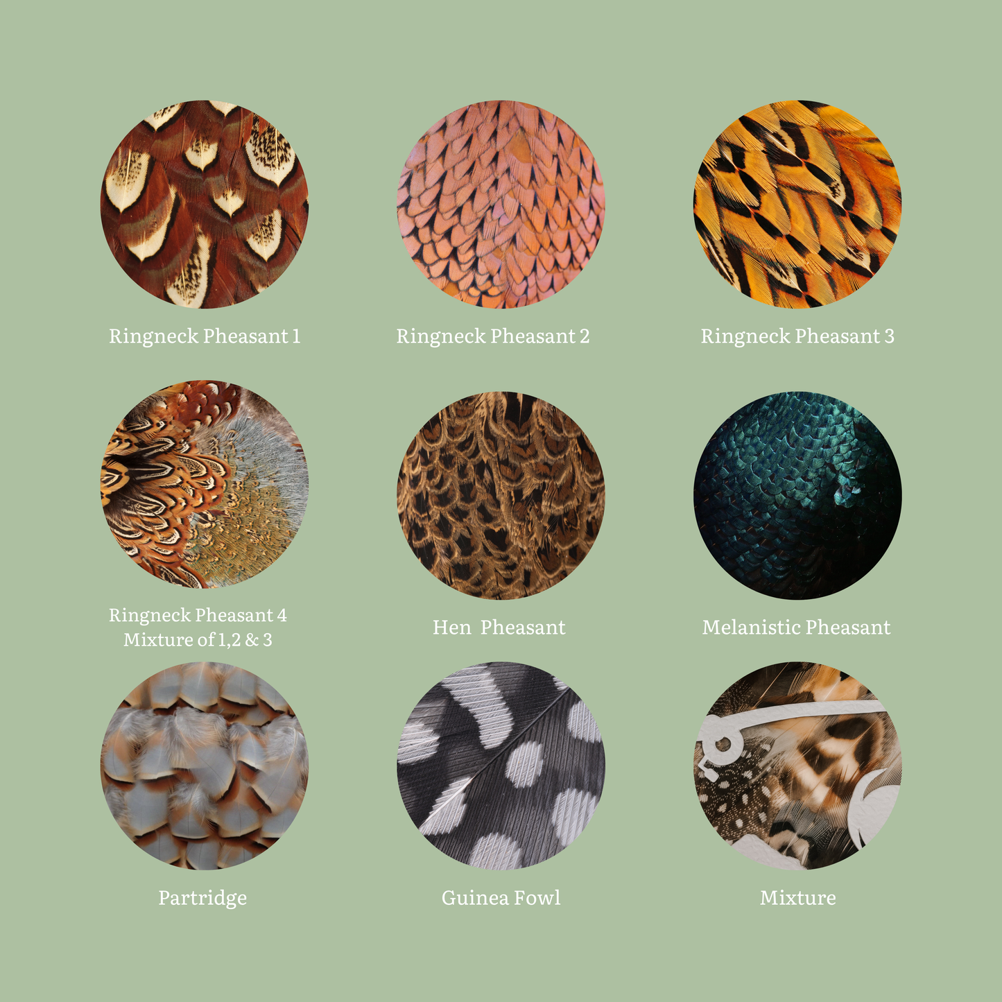 Collection of different pheasant feather patterns on a green background