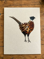Majestic Pheasant