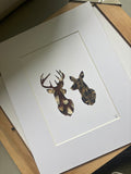 Stag & Hind